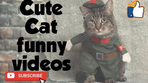 Best Cute Cats Awesome Moment|Cats Videos