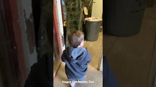 Toddler vs. Bunny Rabbit