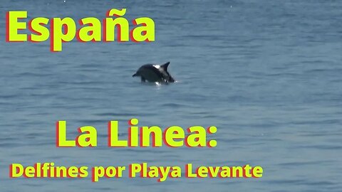 Delfines Por La Playa Levante, La Linea, Mayo 17 2022