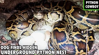 Florida Python Dog Finds Huge Python Laying On Underground Nest