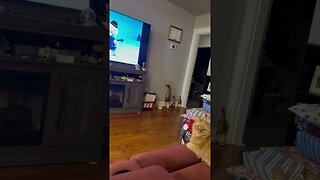 Watching Rudolph with my Cat