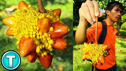 Top 10 Fruits You've Never Heard Of Part 9