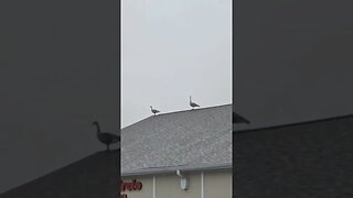 The Two Smartest Birds Ever!