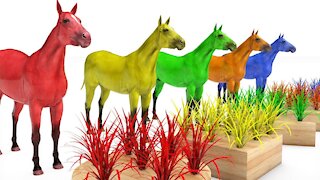 Learn Color Learn Shapes Animals Horse Horse W Grass Cartoon Nursery Rhymes for Children