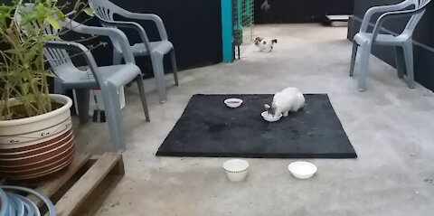 Crazy mode of a young cat facing a long-tailed white cat.(57day old cat - part3)