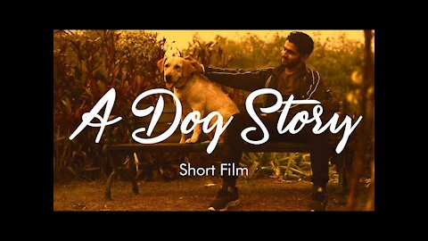 dog short video dog training videos