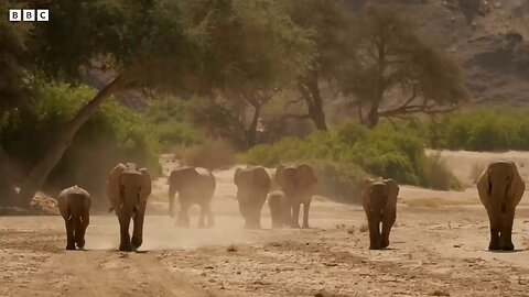 Protecting Giraffes from Extinction _ Saving Giraffes Part 1 _ Africa_s Gentle Giants _ BBC Earth