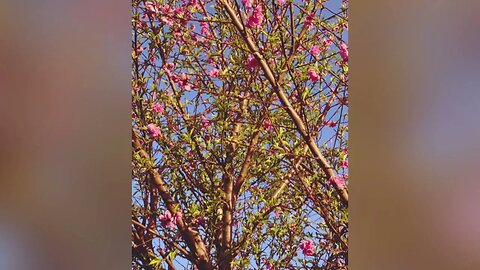 Palette Stories #2 Cherry blossom #writingprompt #spokenword #readingmypoetry #tryingsomethingnew