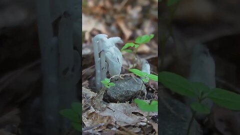 Mysterious Healing Flower in the Forest
