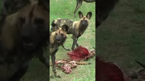 Painted Wolves Eat A Nyala #shorts