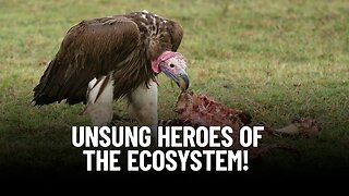 Why Vultures Matter More Than You Think for a Healthy Environment!