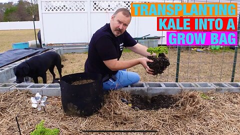 Transplanting kale into a grow bag