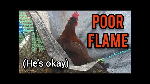 Poor Flame - Ann's Tiny Life