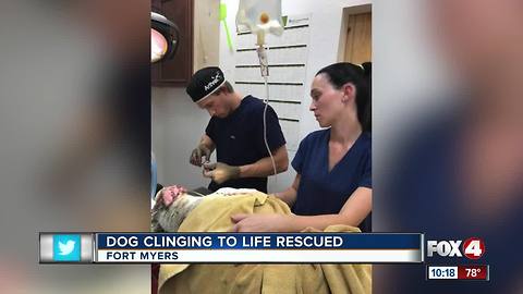 Rescuers race against clock to save dog