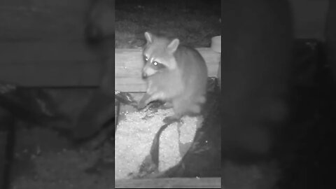 Cute😍nervous 👀raccoon 🦝trying to eat 🥣#cute #funny #animal #nature #wildlife #trailcam #farm