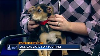 Ask the Expert: Care for your pet