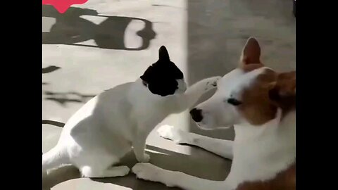 A cat telling a dog how to put its feet 🤣😂 interesting video