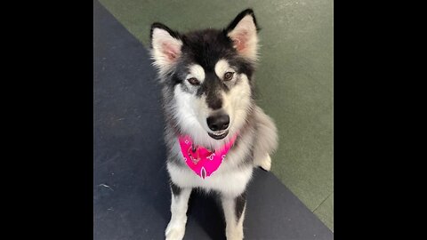 Playtime at The Dog Club in Kalispell Montana