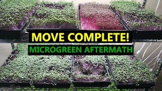 Microgreen Carnage: Moving Takes it's Toll