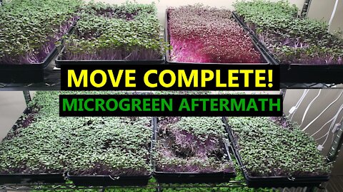 Microgreen Carnage: Moving Takes it's Toll