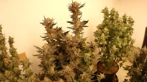 GSC Chop Harvest & Hang