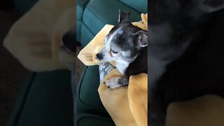 Chihuahua loves cuties 🍊