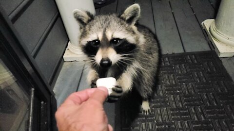 Do Raccoons like Marshmallows? LMAO!