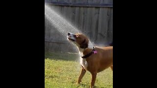 How to wash a dog, a video that explains this, watch with us
