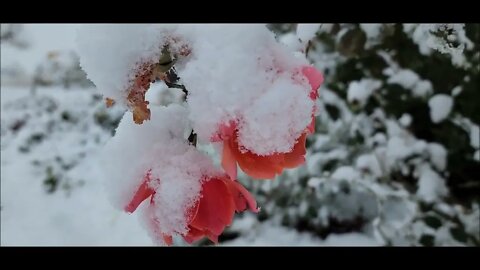 Roses in the Snow!