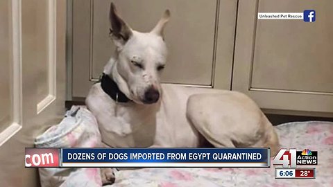 Dogs from Egypt quarantined after one infected with rabies