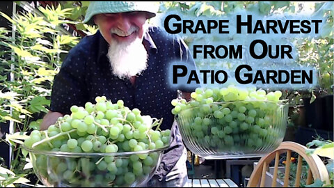 Harvesting Grapes from Our Patio Garden [ASMR, Male, Soft-Spoken, Homestead, Food, Plants]