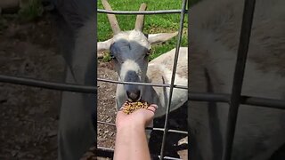 Briarwood Ranch Safari Petting Zoo in Morristown Tennessee #shorts