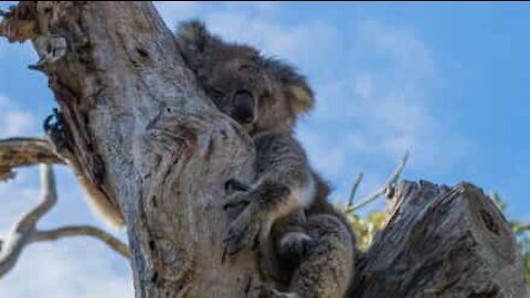 Cette fillette a le cœur brisé en pensant aux animaux en Australie