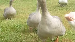 Geese (and turkey) run to wish owner good morning