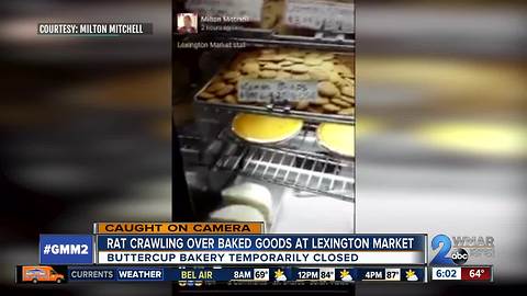Rat recorded crawling through bakery at Lexington Market