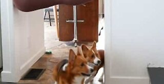 Ces corgis sont bien trop petits pour retrouver leur maîtresse!