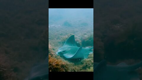 Southern Eagle Ray!