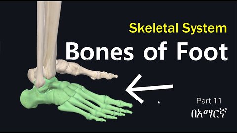 Bones of Foot | Anatomy | Skeletal System