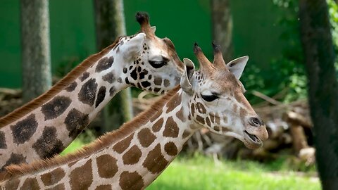 the long necked giraffe sleeps two hours a day