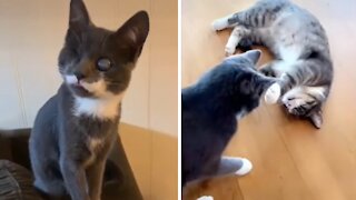 What Is Going On In This Blind Cat's Head?