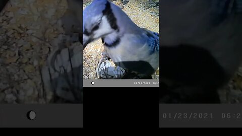 Blue jay🐦up close in your face👀1 #cute #funny #animal #nature #wildlife #trailcam #farm #homestead