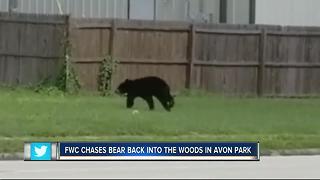 WATCH | Bear spotted running around Avon Park