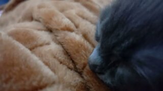 my cat purrs and sucks the blanket