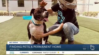 Pet of the Week: Captain