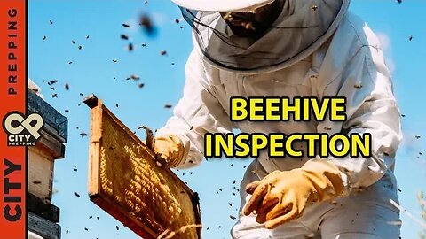 How to inspect a new beehive (weeks 1 and 2 after initial setup)