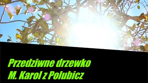 Przedziwne drzewko