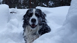 Literally Drowning In Snow. Bernese Mountain Dog