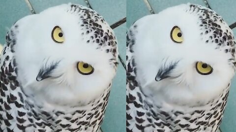 What an incredible owl, he turns his neck 360 degrees