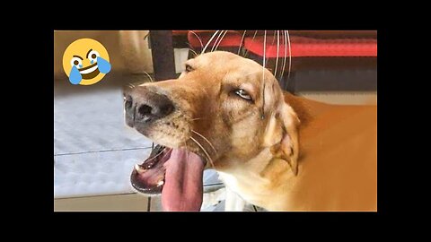 New Funny Animals 😂 Funniest Cats and Dogs Videos 😺🐶 Part 30