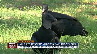 Vultures attacking vehicles at a Plant City park